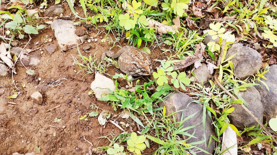Unexpected Thrill of Monsoon Trekking